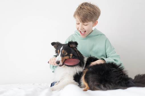 Only One School Boy Combs His Dog With a Brush. The boy combs his dog with a brush. Shetland Sheepdog with a young boy.