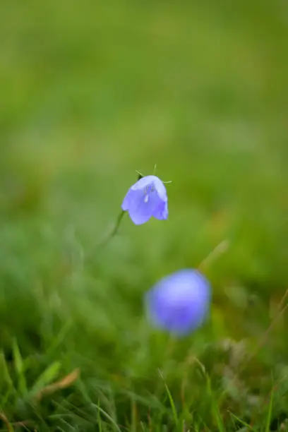 Photo of Campanula Rotundifolia