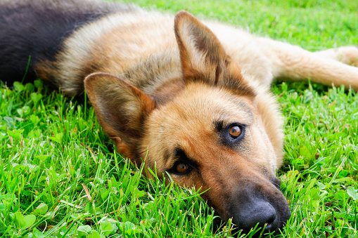 A German shepherd dog is resting on a green lawn near the house. The dog relaxes in the sun