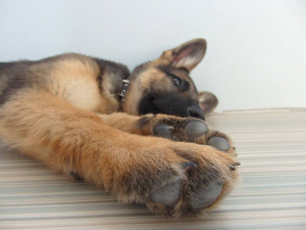 German shepherd puppy posed on a white brick wall. Paw German shepherd . Close up.
