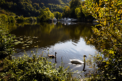 swans on the lahn river in germany