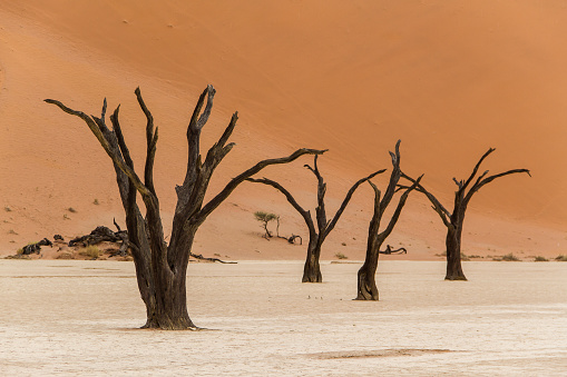 Group of dead trees in Sossusvlei in the Namib desert in Africa
