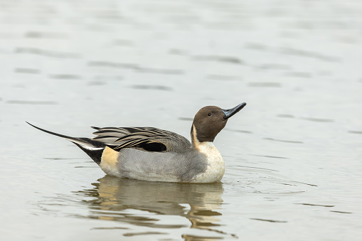 Male northern pintail (Anas acuta) swimming in a lake.