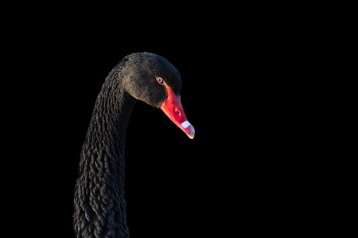 Portrait of a beautiful black swan (Cygnus atratus) in front of a black background.