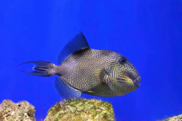 istock Yellow spotted or Blueline Triggerfish, Pseudobalistes fuscus swimming in blue water 1460873690