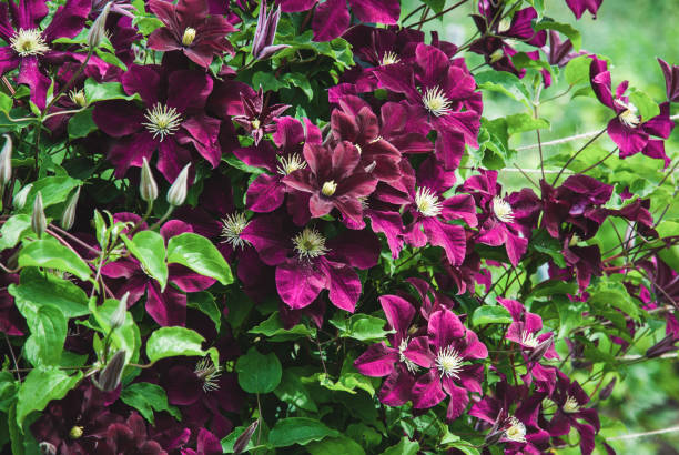 clematis niobe en jardín, soporte de plantas trepadoras, flores malva púrpuras en verano - clemátide fotografías e imágenes de stock