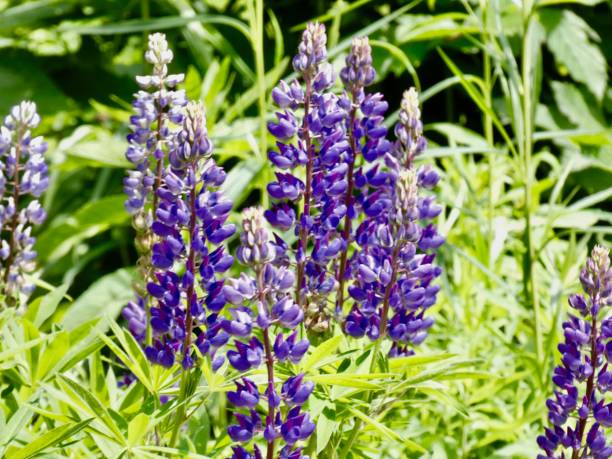 istock VIBRANT DARK BLUE MOODY VERONICA
(Spike Speedwell) Novaverblu,Veronica hybrida 1460875035