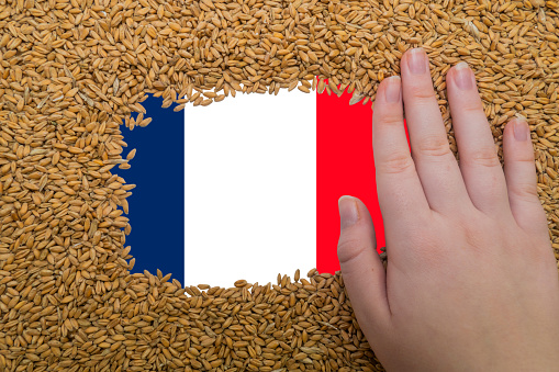 Woman's hand on a rectangular frame of ripe grains of wheat against the background of the flag of France. The largest grain exporter in the world. Agriculture. Basic ingredient for baking bread