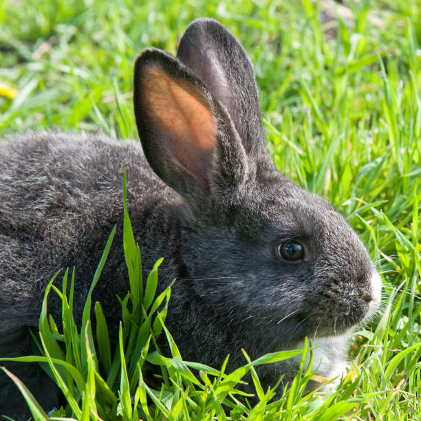 istock Black rabbit on a green lawn. 1460875856