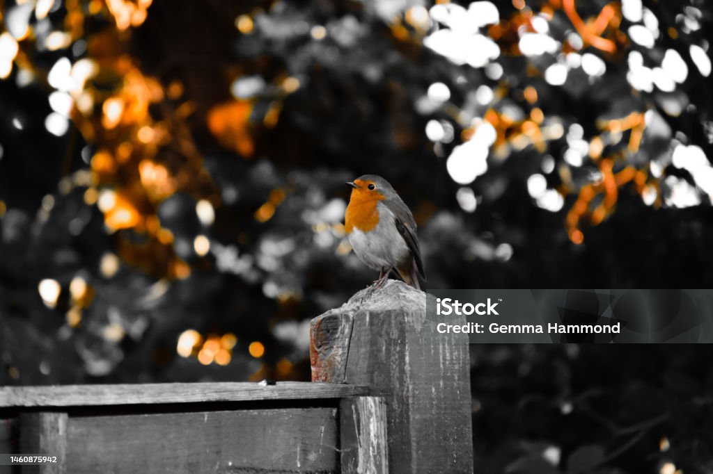 Little Red Robin Robin in garden Animal Stock Photo