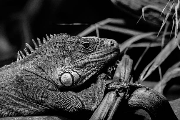 istock A close up of a green iguana 1460877193