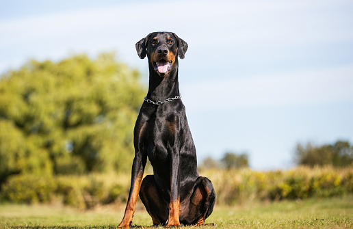 The Doberman Pinscher in the United States and Canada, is a medium-large breed of domestic dog that was originally developed around 1890 by Louis Dobermann, a tax collector from Germany