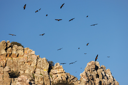 Vultures flying over the Salto del Gitano. Monfragüe National Park. Spain.