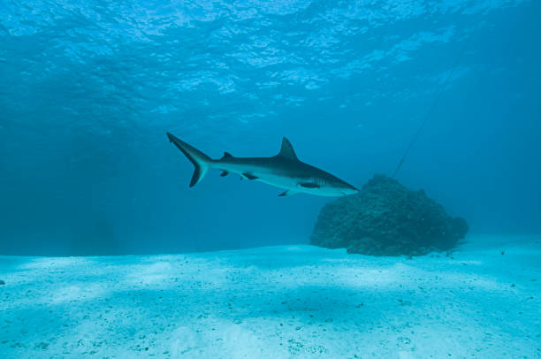 istock Lord of the Blue World 1460878585