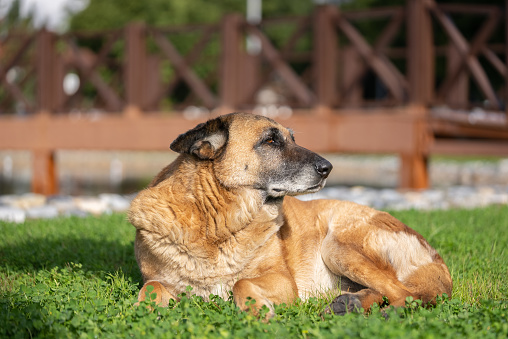 Old mixed German Shepherd lady at sitting a park