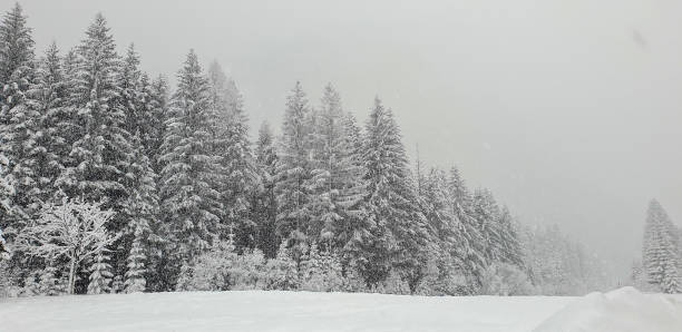 Snowing on spruce trees in winter.