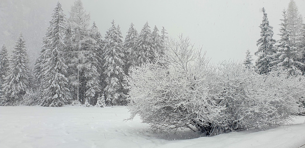 Snowing on spruce trees in winter.