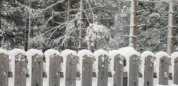 Fence made of old wood against spruce trees covered with snow.