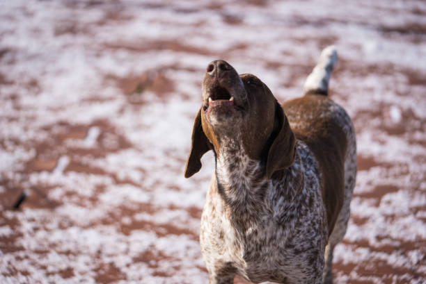 Hunting dog German Smooth-haired Pointer barks while standing in a field on a snowy street