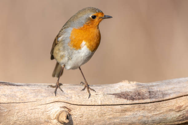 istock European Robin (Erithacus rubecula) perched on a branch in the forest in winters. 1460883214