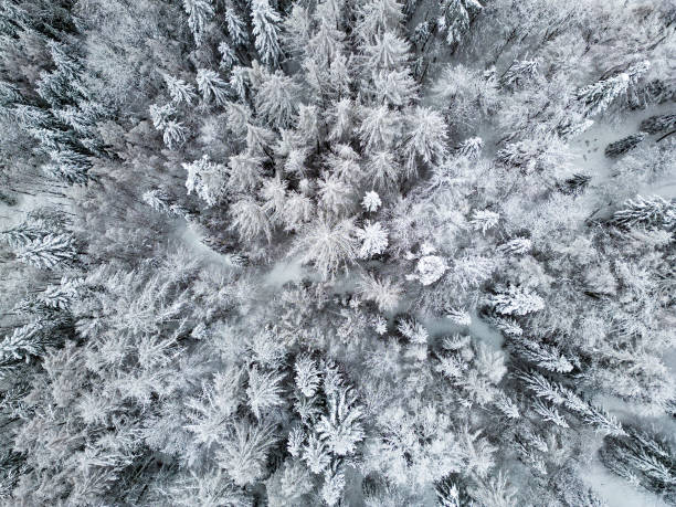 istock Winter forest with snow from a drone 1460883781