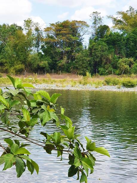 istock Trees near the slow-flowing river 1460884810