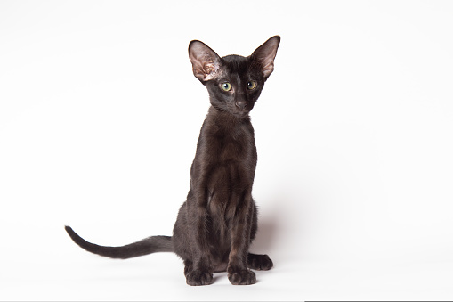 Adorable Funny large black kitten with big ears. Lovely cat Oriental breed on white background. banner with copy space for text. Domestic pets.