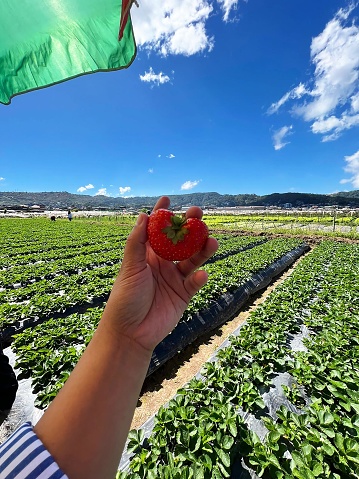 Freshly picked heart-shaped strawberry still being held in the hand behind the strawberry farm, strawberry, red, freshness, healthy, heart-shaped, ripe, heart, shape, shaped, vibrant, close-up, heart shape, one, green, close up, colorful, color image, single object, holding, isolated, hold, nature, one person, pick