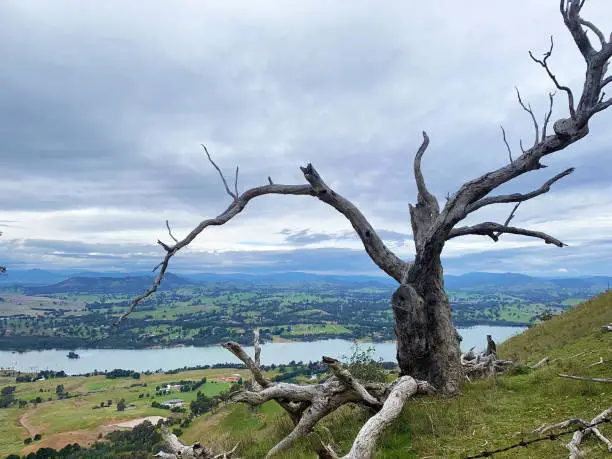 Dead tree at the Paps Lookout overlooking Lake Eildon in Mansfield, Victoria, nature, wood, dead, trunk, ecology, trees, rural, blue, field, grass, sky, dramatic, scenery, scenic, branches, cloud, dead tree, green, leafless, tree branch, colors, grassland, color, old tree, outdoors, tree trunk, country, victoria, beauty, rolling hills, hill, australia, horizontal, mountains, land, scene, color image, hills, vegetation, beauty in nature, peaceful, tranquility, colors, pretty, cloudy, rural scene, tranquil scene, viewpoint
