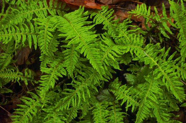 istock Close up of sword ferns 1460886246