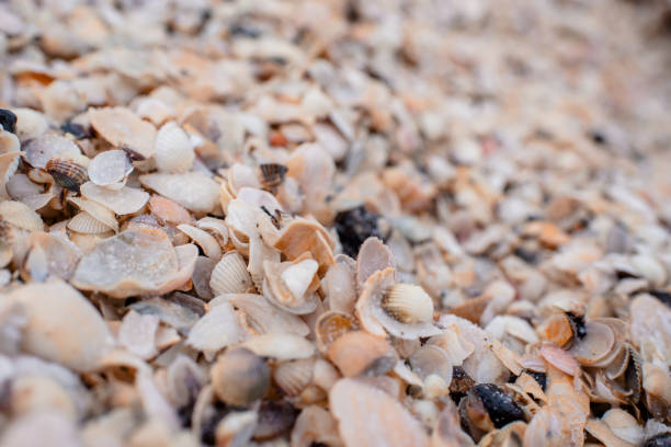 istock Texture of seashells in ice. Seashore close up 1460886614