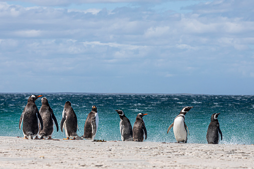A mixed group of Gentoo Penguins, Pygoscelis papua and Magellanic Penguins, Spheniscus magellanicus, on the edge of Sandy Beach, Bleaker Island, Falklands, with the South Atlantic Ocean spashing behind.