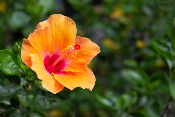 istock Blossom of yellow hibiscus flower on tree 1460888190
