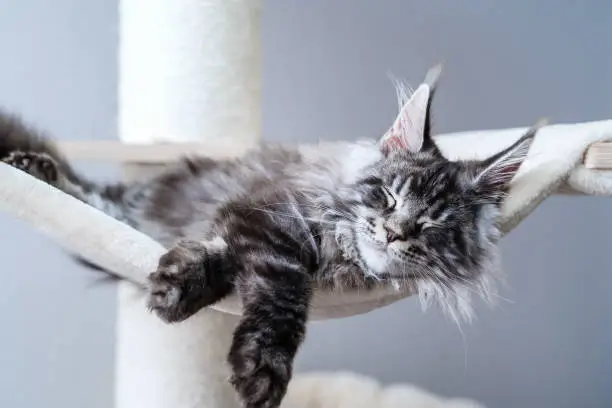 Photo of Cute tabby silver gray young maine coon cat with long whiskers and tassel ears lying on hammock on cat tree at home sleeping peacefully.  4 month old kitten relaxing