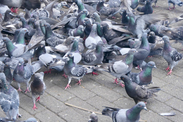 istock Pigeons at Parque Central de San Jose 1460888520
