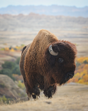 A large buffalo or American Bison is centered in the image and staring straight ahead.  The bison is in a green field beside a body of water.