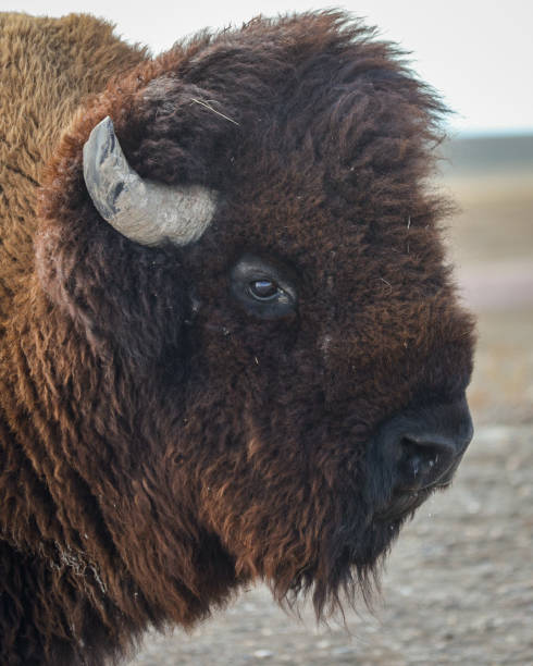 Bison in Badlands National Park