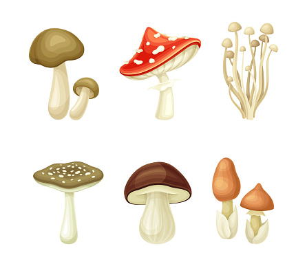 Wild forest edible and poisonous mushrooms set vector illustration isolated on white