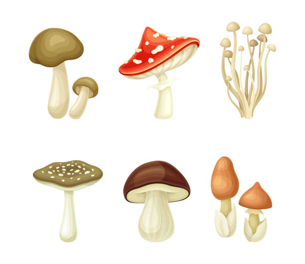 Wild forest edible and poisonous mushrooms set vector illustration Wild forest edible and poisonous mushrooms set vector illustration isolated on white mycology stock illustrations