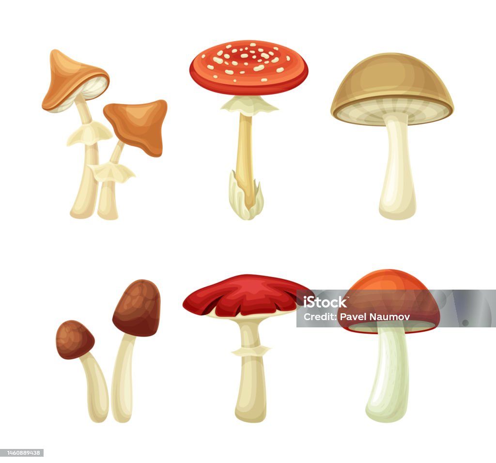 Cogumelos: dos comestíveis aos mais venenosos! 