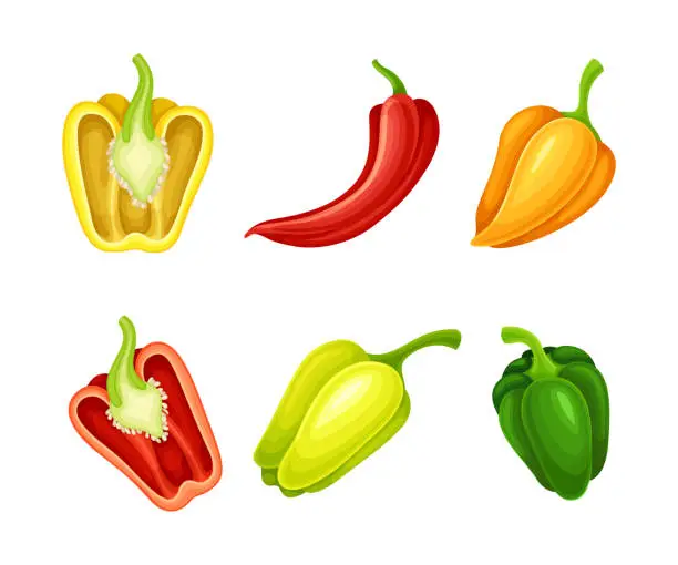 Vector illustration of Set of sweet and hot chili peppers. Red, yellow and green whole peppers vector illustration