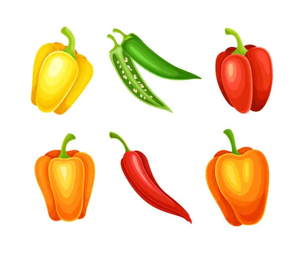 Vector illustration of Sweet and hot chili peppers set. Red, yellow and green whole vegetables vector illustration
