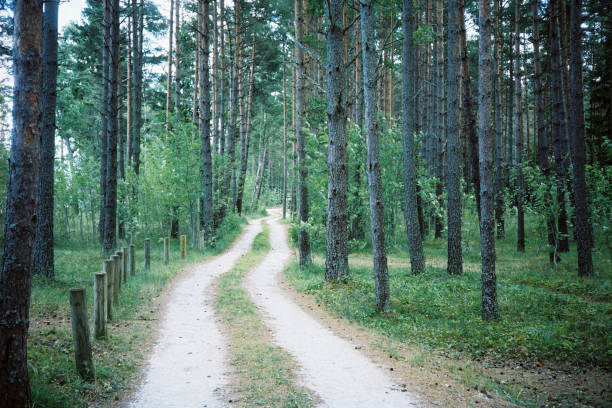 istock Dirt Road in Rural Forrest 1460891064