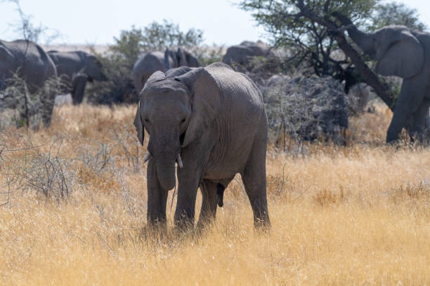 istock Elephant herd grazing in Etosha 1460891619