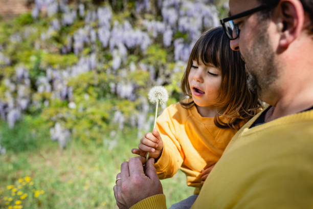 small daughter taking dandelion from the father