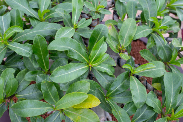 istock Adenium obesum plant. Green leaves 1460892957