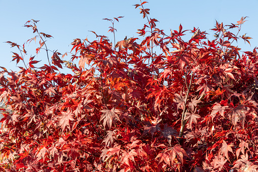 The maple tree with red leaves is on a blurred background