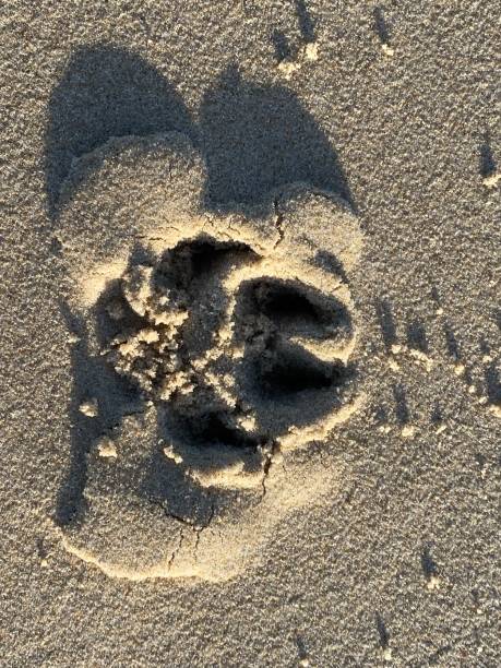 istock Dog paw tracks in the sand 1460894769