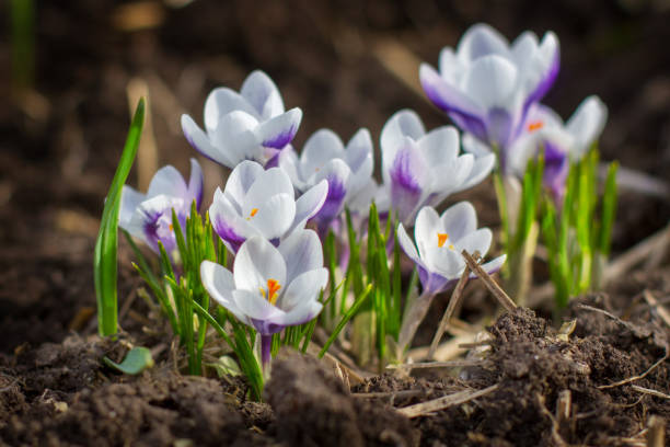 istock Crocus flowers in garden 1460894911