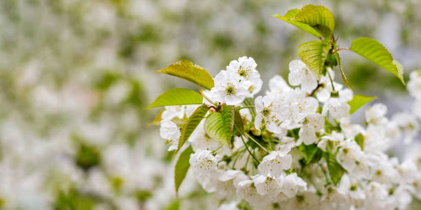 istock Cherry blossom in spring for background or copy space for text. Selective focus. Banner. 1460894979